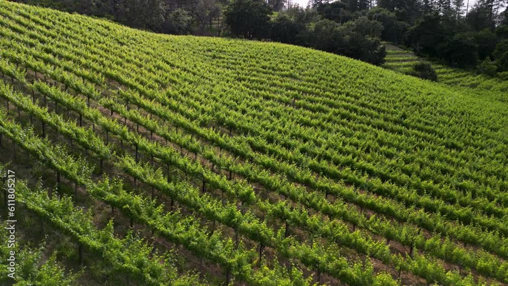 Vineyards scenics panorama aerial view Vineyards scenics panorama aerial view