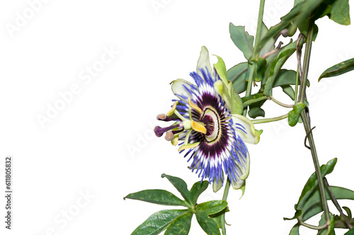 passiflora01