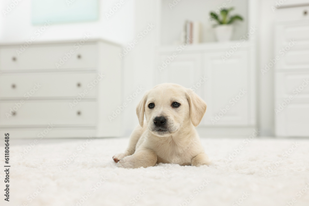 Cute little puppy lying on white carpet at home Cute little puppy lying on white carpet at home