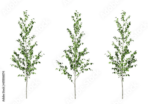 Konstfotografi Green betula utilis trees on transparent background, 3d render illustration