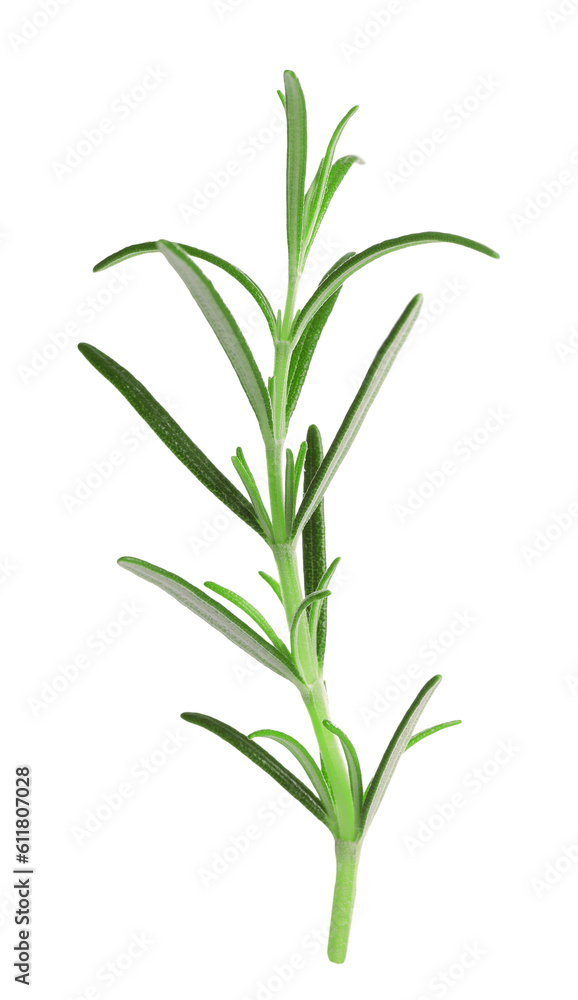 Fototapeta premium Sprig of fresh rosemary isolated on white