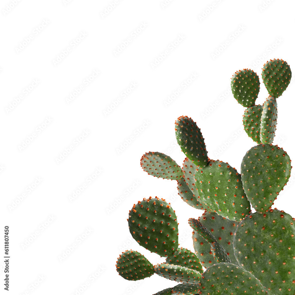 Beautiful big green cactus on white background Beautiful big green cactus on white background