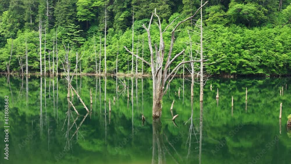 lake in the forest lake in the forest