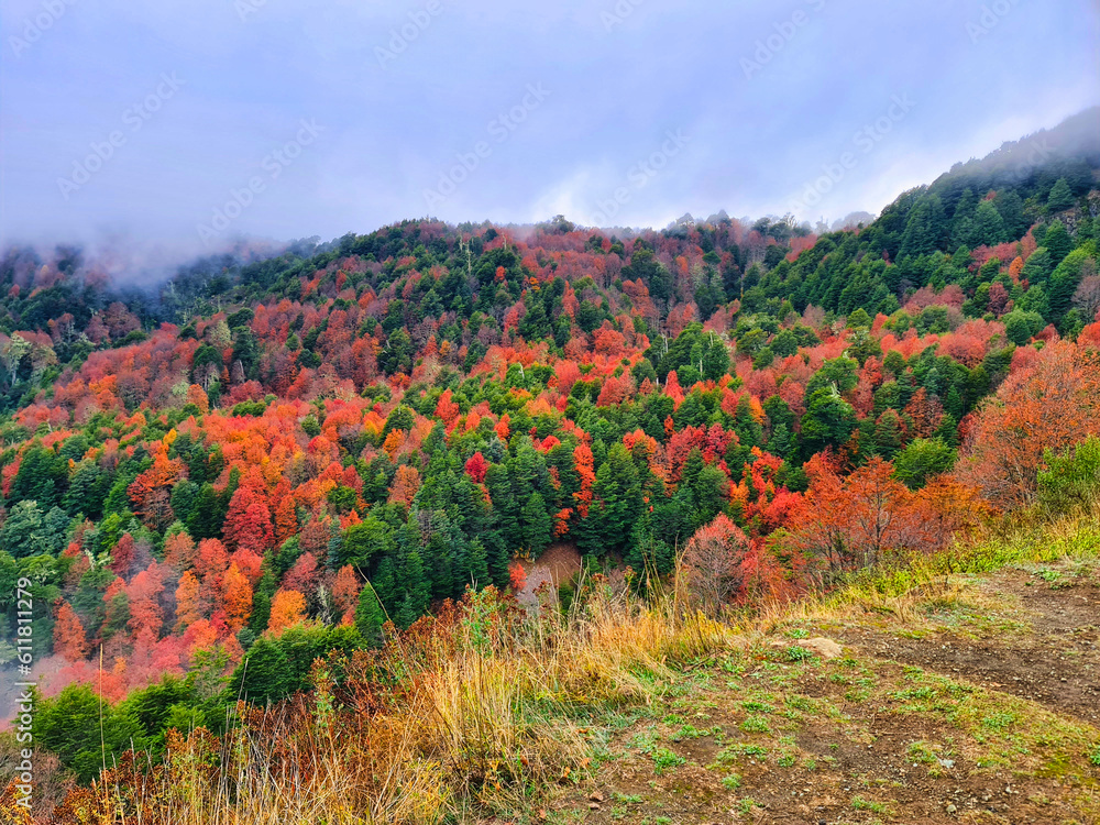 Arboles en otoño en Parque Nacional Villarrica, naranja, marron, verde, amarillo