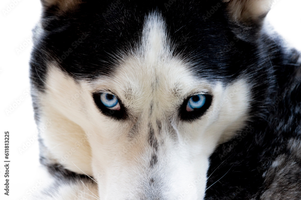 Closeup Siberian husky with blue eyes white face blackhead the dog looks like it is happy and quiet looking for something snow dog pretty pet winter dog beautiful 