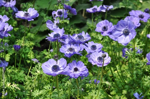 Blue anemones in the garden.