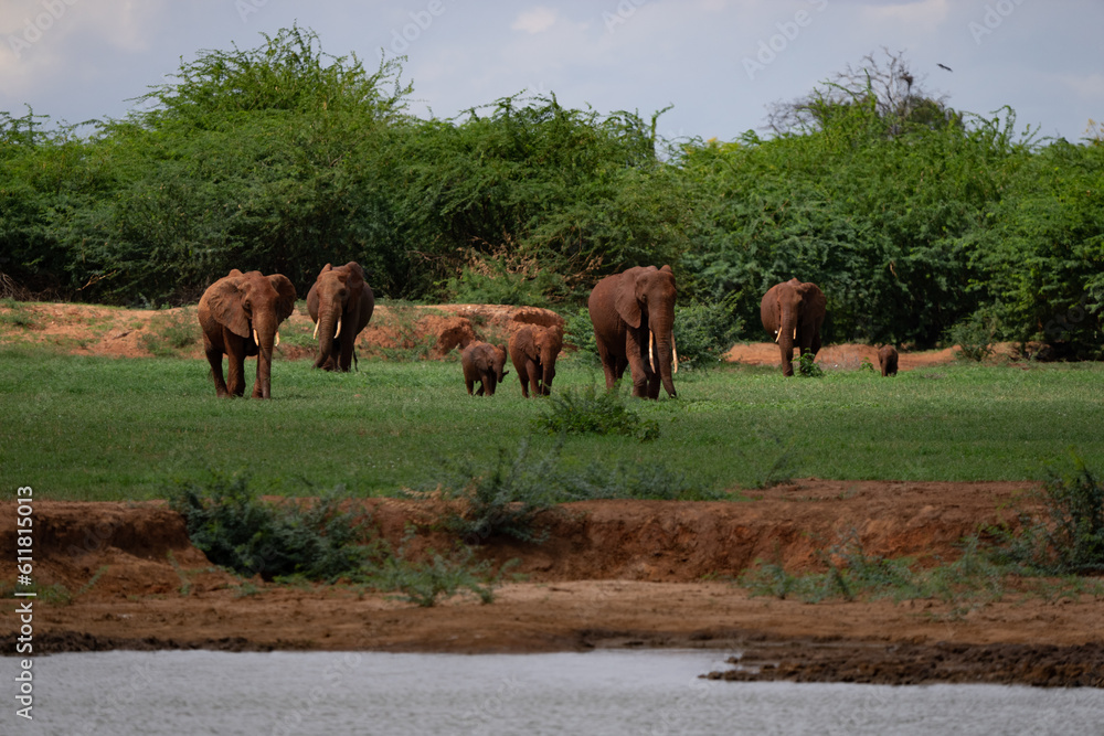 Kenya Elephant ケニヤearth theater Kenya Elephant ケニヤearth theater