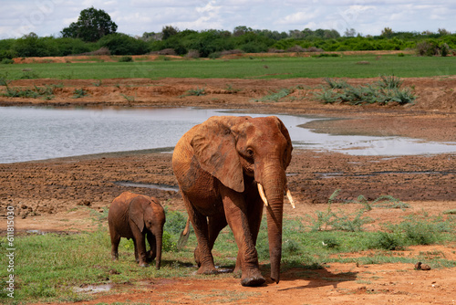 Kenya Elephant          earth theater