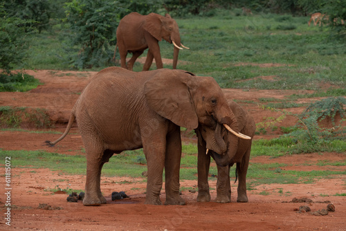 Kenya Elephant ケニヤearth theater