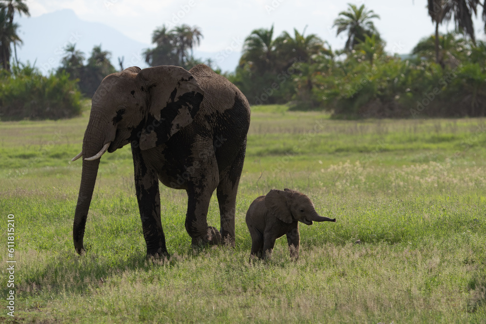 Fototapeta premium Kenya Elephant ケニヤearth theater