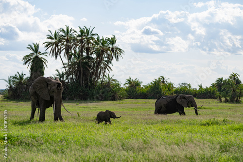 Kenya Elephant ケニヤearth theater