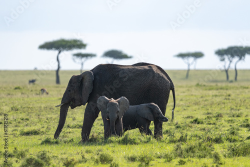 Kenya Elephant          earth theater
