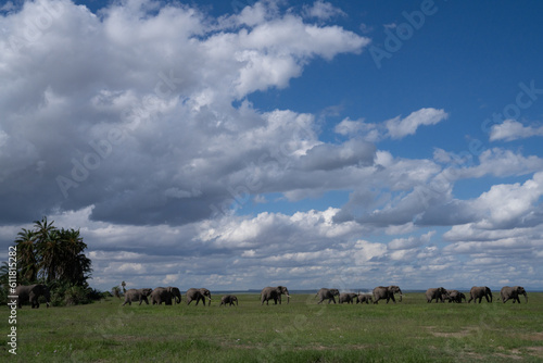 Kenya Elephant ケニヤearth theater © Earth theater