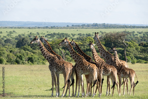 Fototapeta Naklejka Na Ścianę i Meble -   Kenya Giraffe earth theater