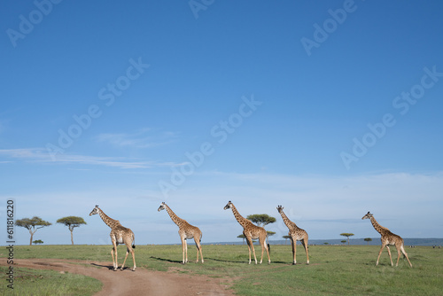  Kenya Giraffe earth theater © Earth theater
