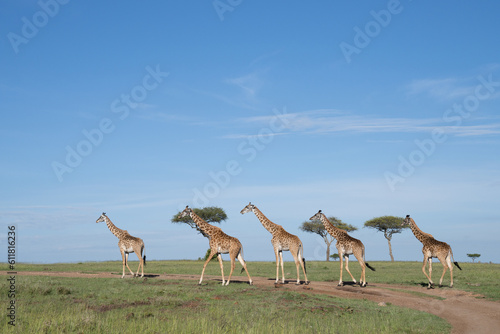  Kenya Giraffe earth theater © Earth theater