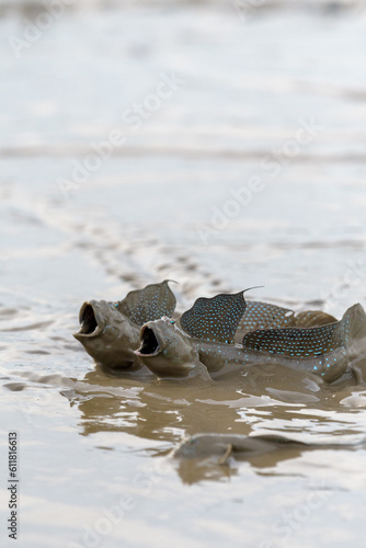 有明海に生息するムツゴロウ