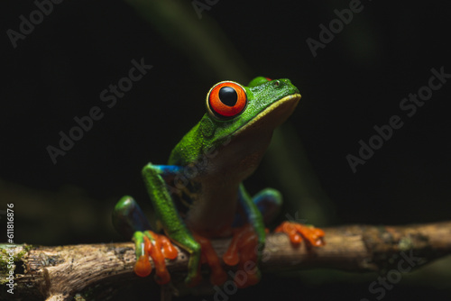 Costa Rica Wildlife © Carlos