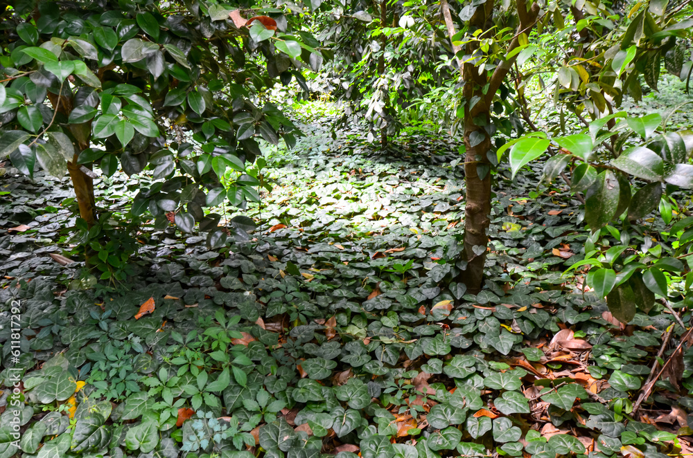 Charleston, South Carolina in May - Reflections of Clouds and Plants in Still Water