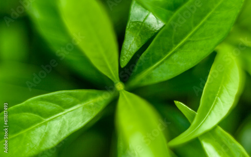 green leaf background