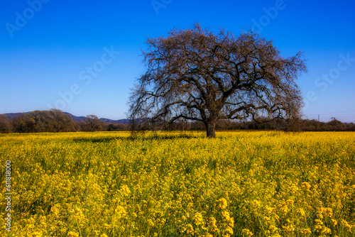 Oak Tree In The Mustard Grass