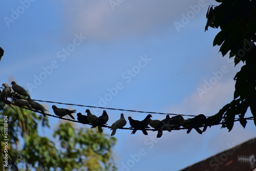 A flock of doves, Columba livia domestica in cabel photo