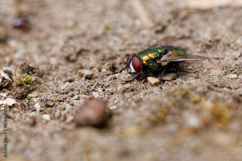 Small fly resting on the dirt in Puyallup, Washington. Small fly resting on the dirt in Puyallup, Washington.