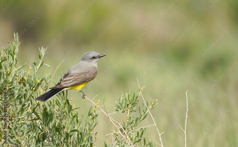 Western Kingbird in Colorado Western Kingbird in Colorado