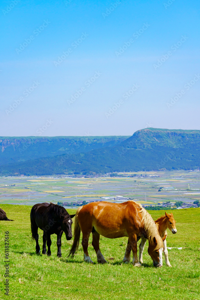 Obraz premium 【熊本県】阿蘇カルデラ草原の放牧風景