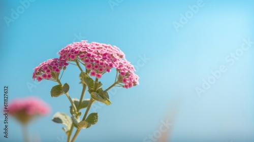 Beautiful Verbena flower against a blue sky. Generative AI.