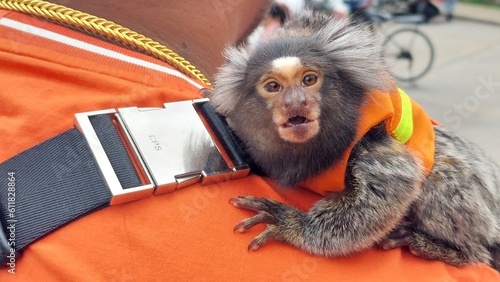 common marmoset monkey on a human shoulder