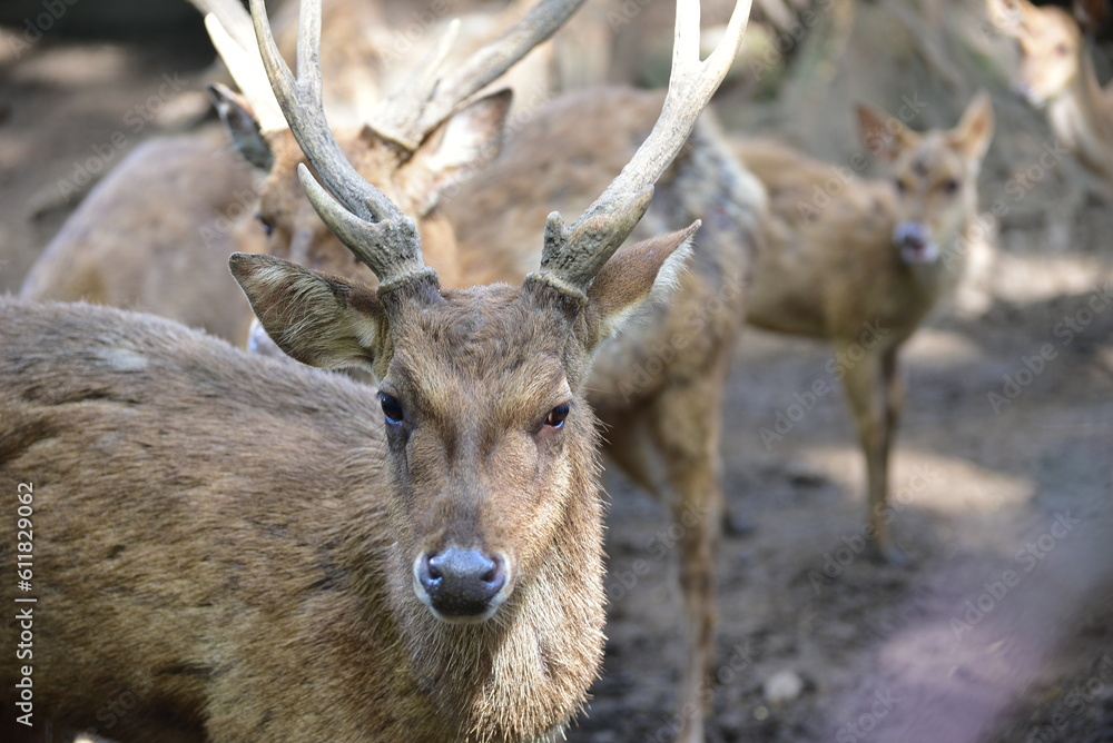 Deer in the forest, a Close up of Male Javan Deer, Rusa timorensis Deer in the forest, a Close up of Male Javan Deer, Rusa timorensis