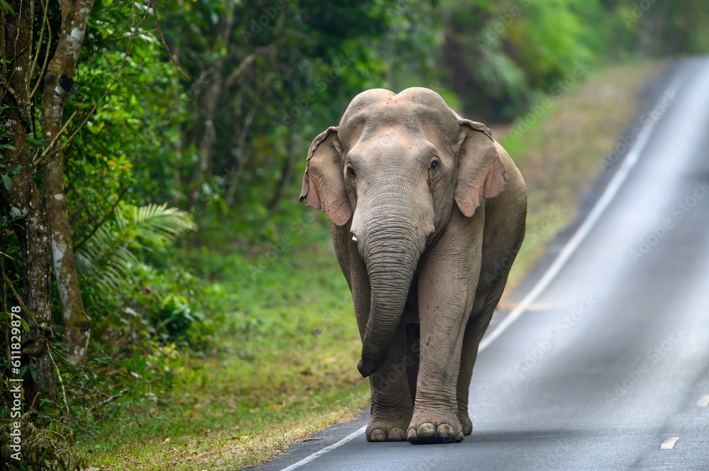 Fototapeta premium Asian wild elephant male without tusks