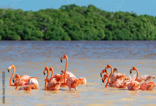 American Flamingo (Phoenicopterus ruber), Ria Celestun Biosphere Reserve, Yucatan, Mexico.
