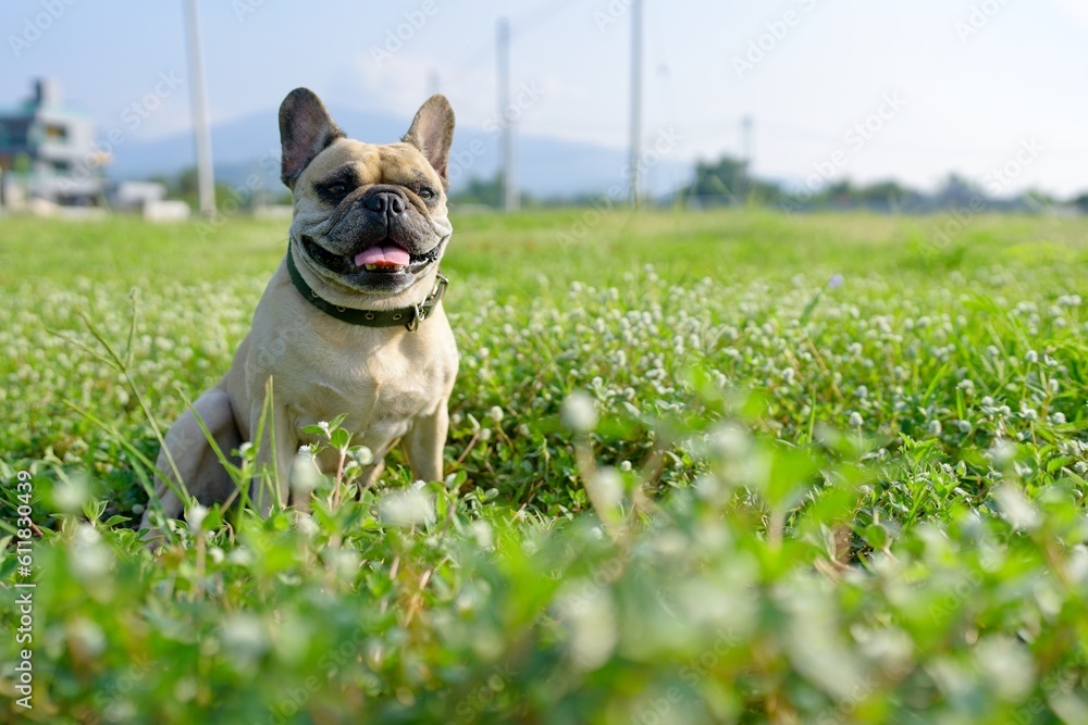 french bulldog puppy sitting on the grass