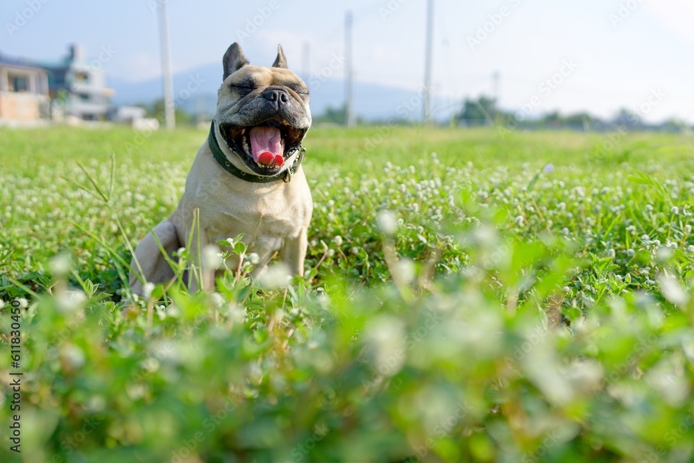 dog at grass field.
