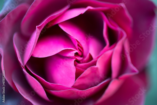 六月の赤いバラ