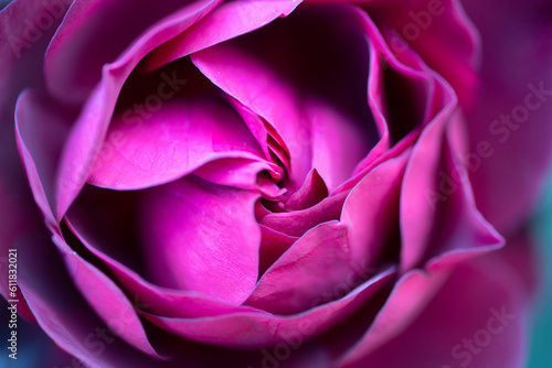 Wallpaper Mural 魅惑する赤いバラ Torontodigital.ca