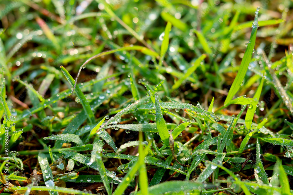 Fresh green grass with dew drops closeup. Beautiful green grass texture, abstract blurred natural background