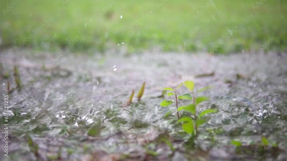 Closeup view of rain drops on the grass and plants Closeup view of rain drops on the grass and plants