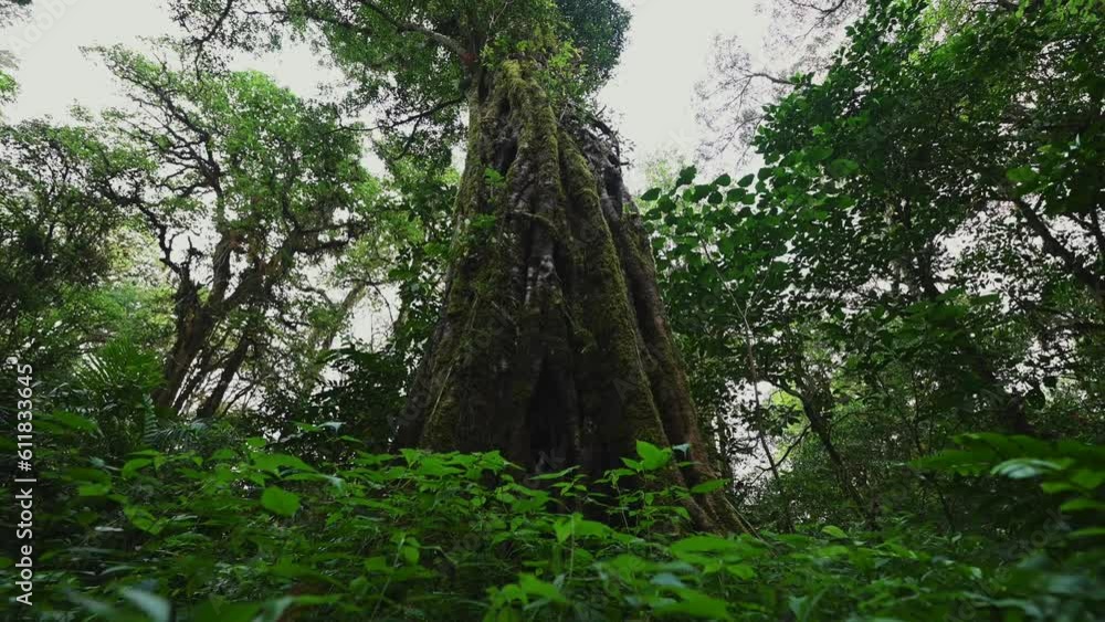 Old big tree in jungle tropical rainforest. Old big tree in jungle tropical rainforest.