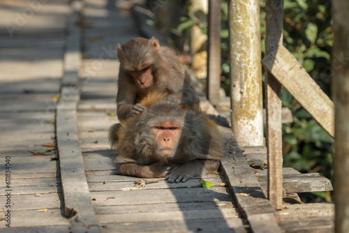 Foto Rhesus macaque  caring to each other
