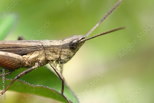 wild locusts perched on the leaves in the morning