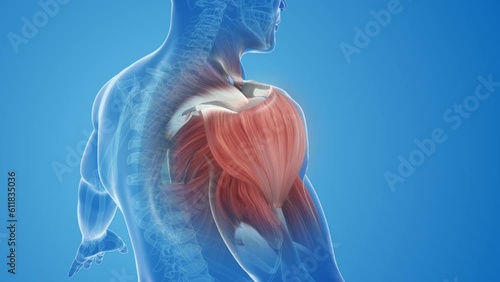 shoulder muscle pain and injury photo