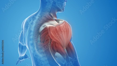 shoulder muscle pain and injury