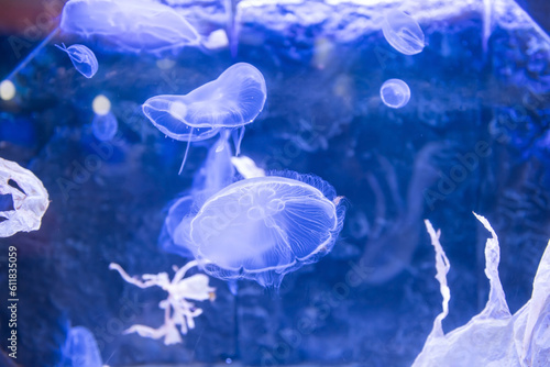 Fluffy jellyfish swimming on blue water of aquarium