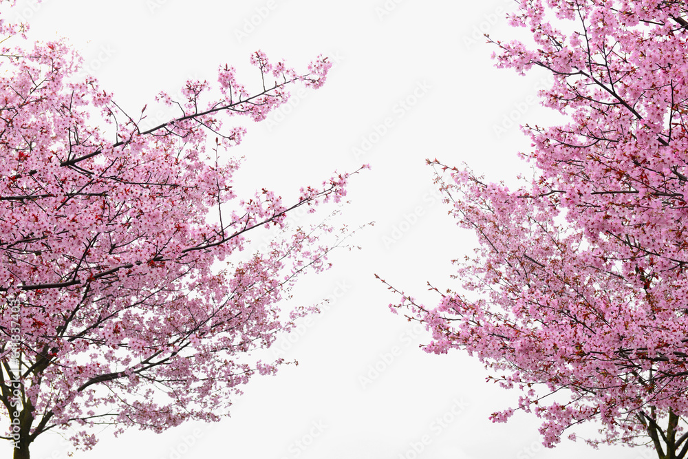 Fototapeta premium Blossoming Sakura trees against cloudy sky