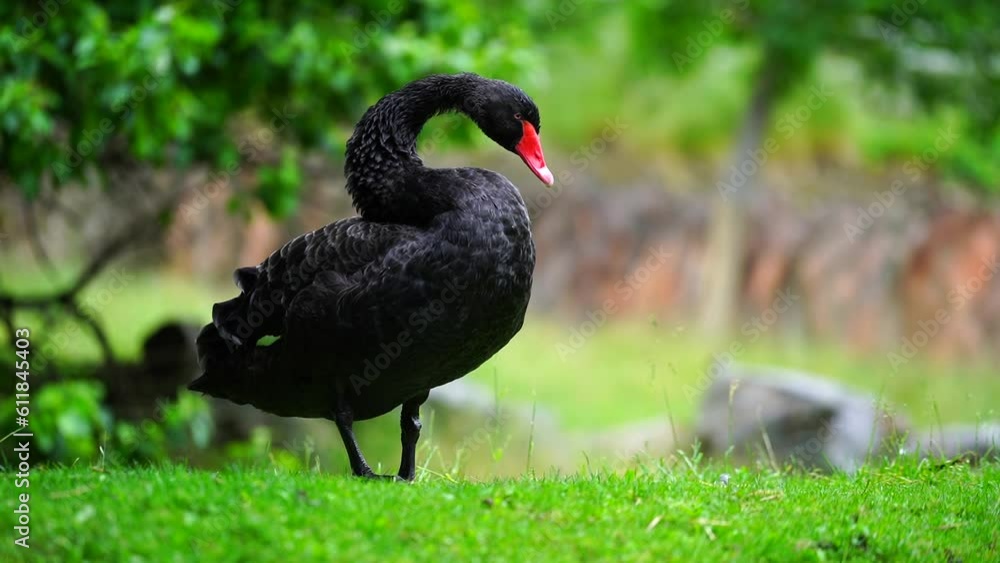 Video of Black swan in zoo Video of Black swan in zoo