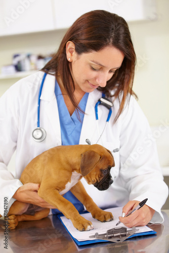 Veterinarian, writing or sick puppy at veterinary clinic for animal healthcare checkup inspection office. Doctor, history or boxer pet or rescue dog in medical examination test for a prescription