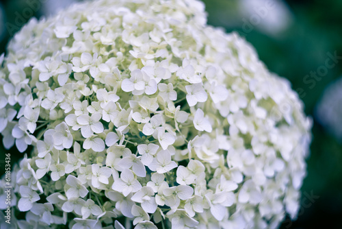 hydrangea